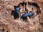 carabus intricatus