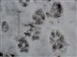 Canis lupus