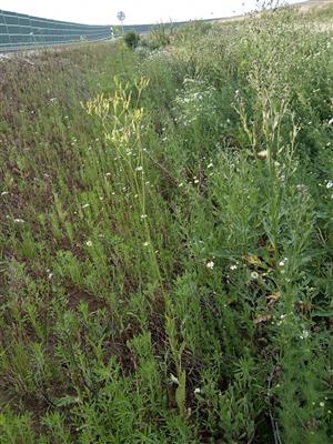 Crepis pulchra v ruderálnej vegetácii pri ceste
