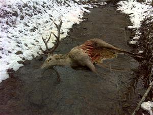 Uhynutý jeleň