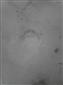 rys ostrovid