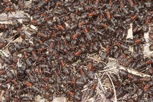 mravce lúčne