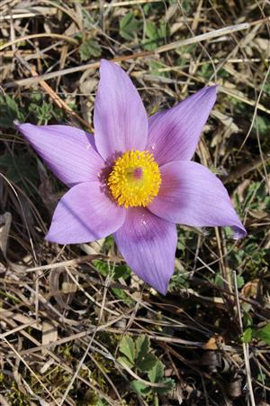 Pulsatilla grandis