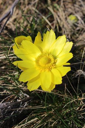 Adonis vernalis