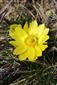 Adonis vernalis