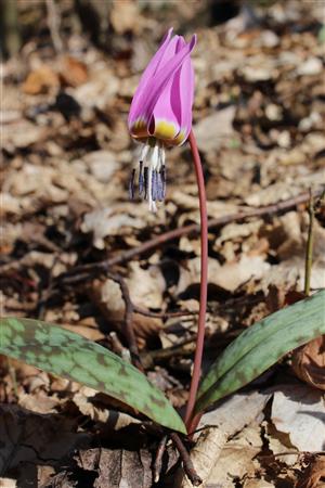 Erythronium dens-canis