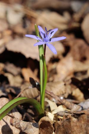 Scilla drunensis