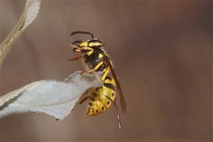 Vespula germanica germanica (Fabricius, 1793)