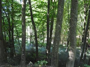 Biotop na lokalite