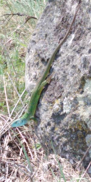 Jašterica zelená - Kozárovce 