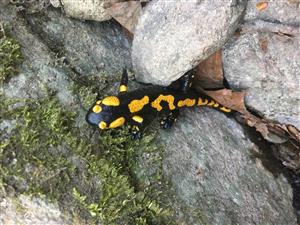 Salamandra škvrnitá