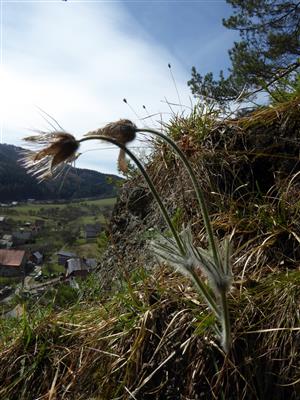 Pulsatilla subslavica zmrznuté kvety