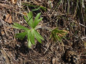 Pulsatilla subslavica, sterilná ružica