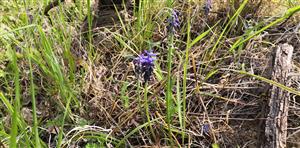 Muscari neglectum