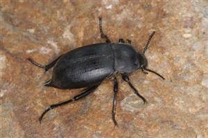 Blaps lethifera
