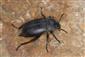 Blaps lethifera Marsham, 1802