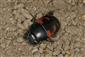 Hister quadrimaculatus (Linnaeus, 1758)