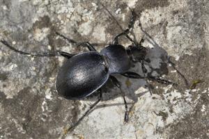 Carabus convexus