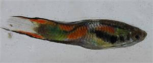 Poecilia reticulata
