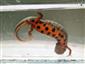 Triturus dobrogicus