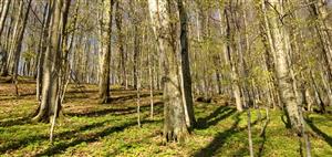 Bukové a jedlovo-bukové kvetnaté lesy