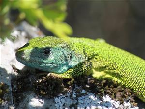 Lacerta viridis