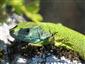 Lacerta viridis
