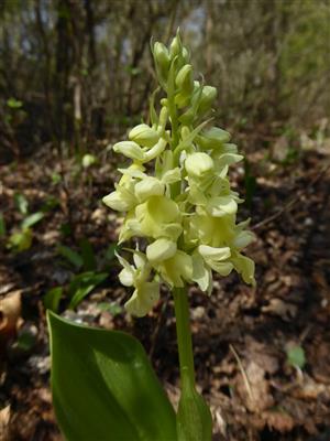 Orchis pallens detail