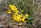 Corothamnus procumbens