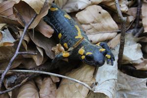 Salamandra