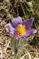 Pulsatilla patens