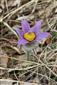 Pulsatilla patens