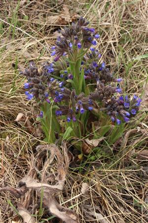Pulmonaria angustifolia