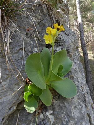Primula auricula