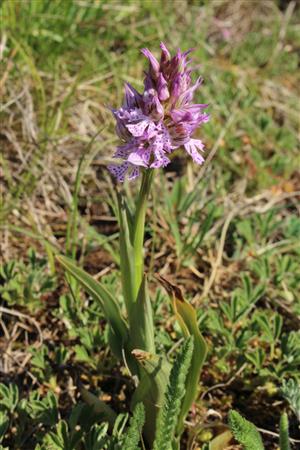 Orchis tridentata