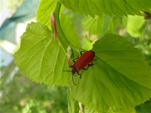 Pyrochroa coccinea