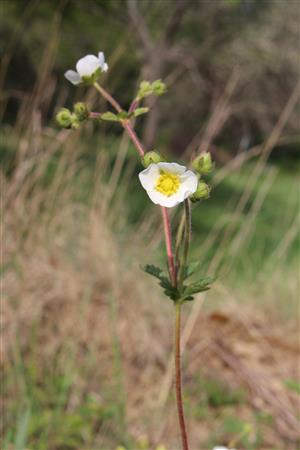 Potentilla rupestris