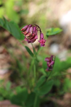 Lathyrus pisiformis 
