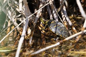 Trachemys scripta elegans