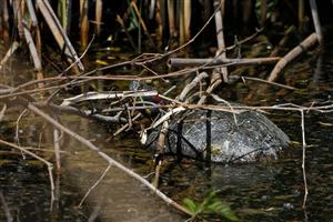 Trachemys scripta elegans
