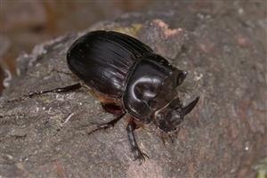 Copris lunaris