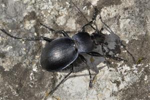 Carabus covexus