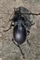 Carabus nemoralis