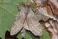 Stauropus fagi (Linnaeus, 1758)