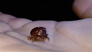 B. unicornis