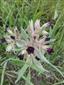 Anchusa pulla (syn.)