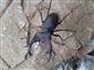 Lucanus cervus