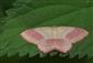 Rhodostrophia vibicaria (Clerck, 1759)