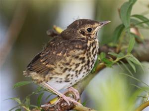 Turdus philomelos