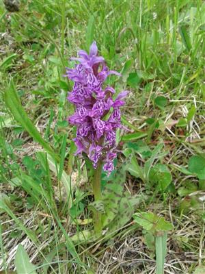 dactylorhiza majalis